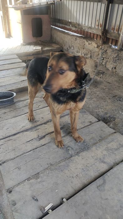 Продам породистого щенка