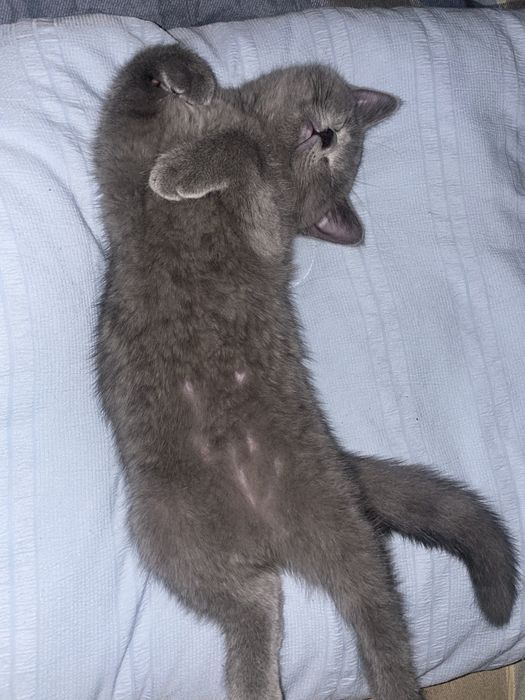 British shorthair