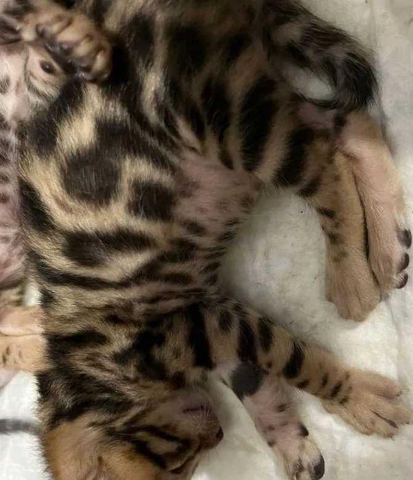 Бенгальские котята Высокопородные