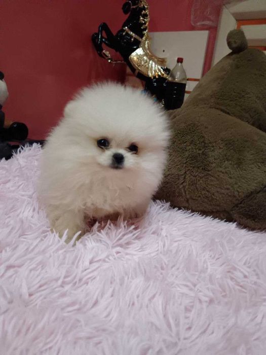 Померан момчета от елитни родители