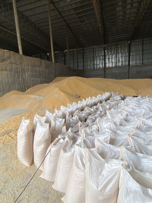 Vând porumb uscat gata pus in saci cu transport la domiciliu