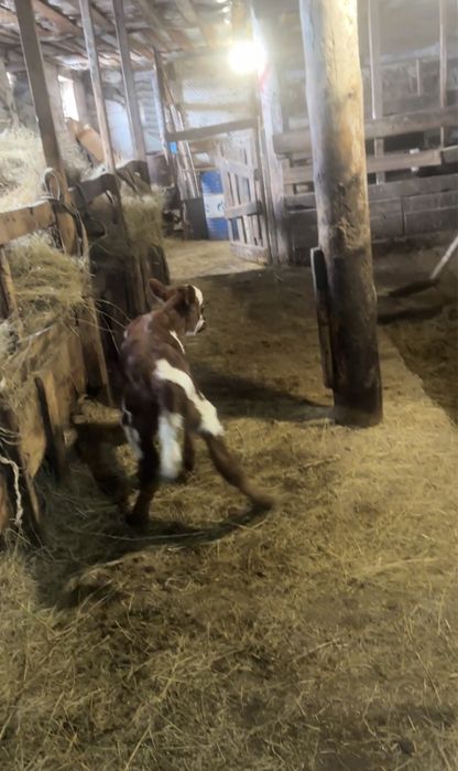 Тёлки 5 голов 1 телёнок стельные