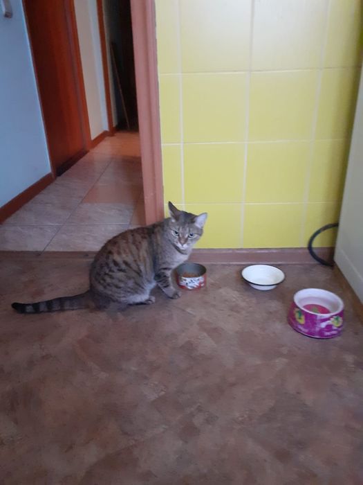 Кошечка Мура ищет новый дом!