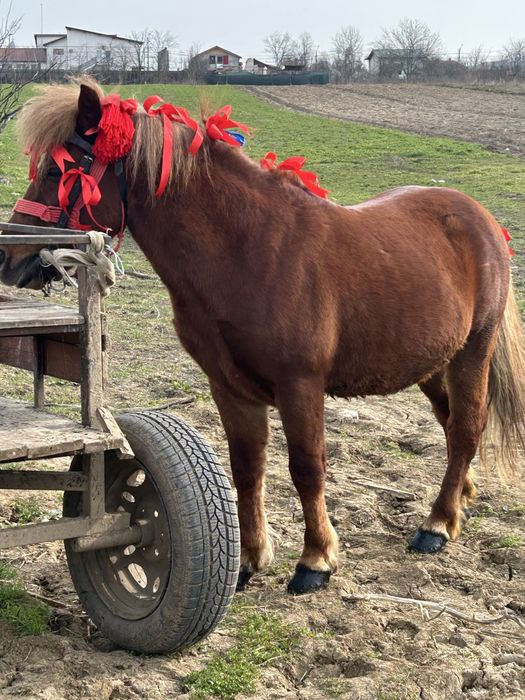 Vand sau schimb ponei foarte cumine