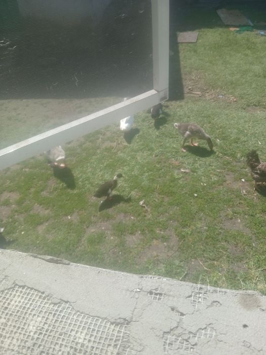 Rațe si rătoi...cocoși pentru taiat