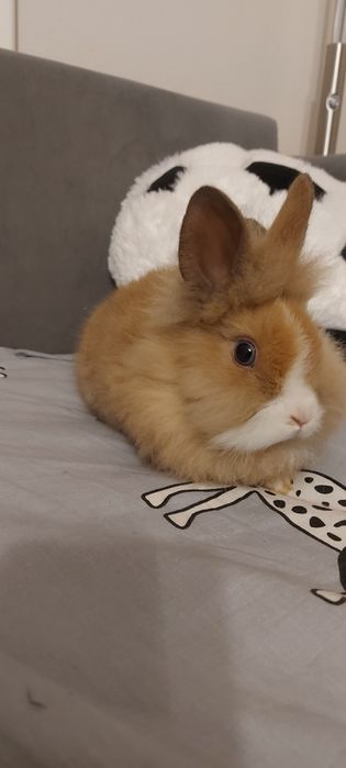 De vânzare iepurași pitici(cap de leu)