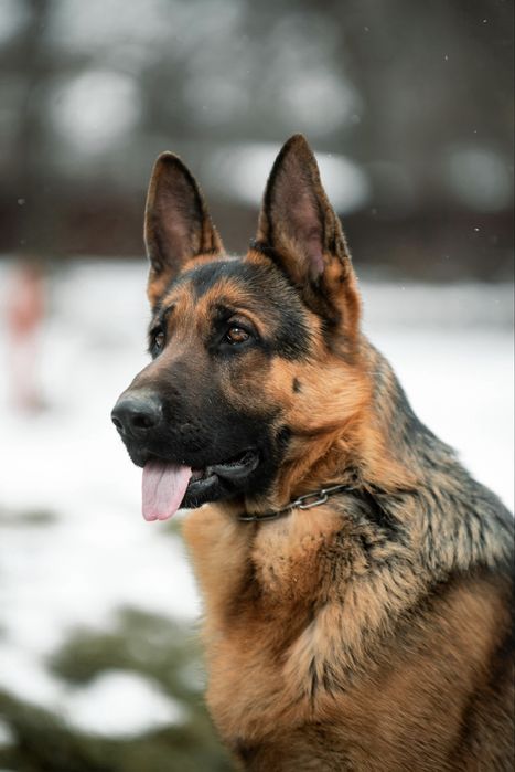 Щенки немецкой овчарки