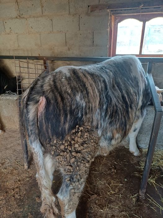 Бұқа сатылады...