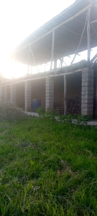 Уй сотилади,Янгибозор