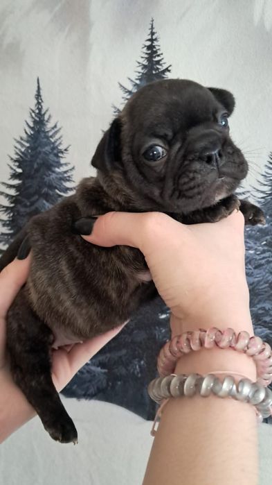 Французский бульдог девочка