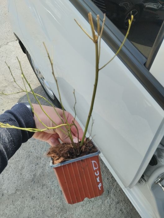 Голубика    Азалия, Глициния