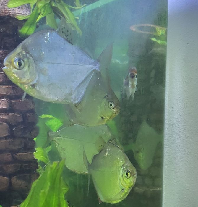 Метиннис серебристый-рыбка доллар(стая).