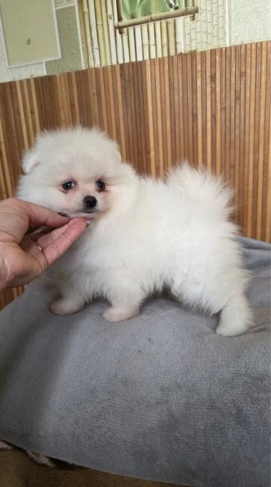 Продавам померан