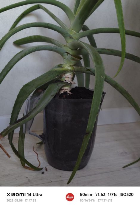 Алоэ        вера