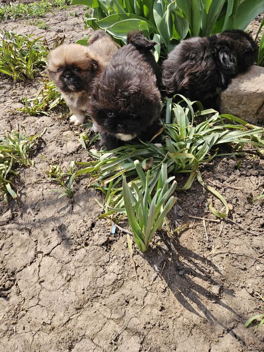 Малки сладки пекинези