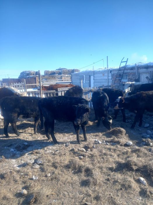 Ангус тайынша ургашы