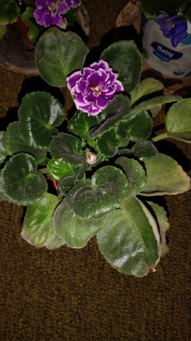 Фиалки цветущие сортовые.