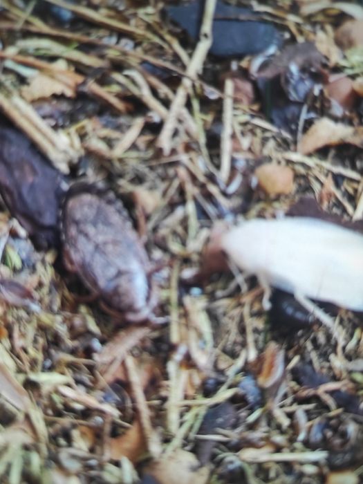 Мраморный таракан .