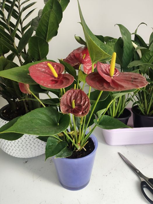 Продам комнатные цветы.