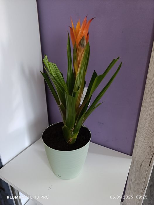 Продам комнатные цветы