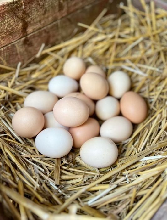 Продам домашние яйцо