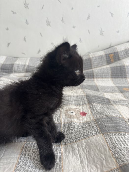 Отдадим котят в хорошие руки
