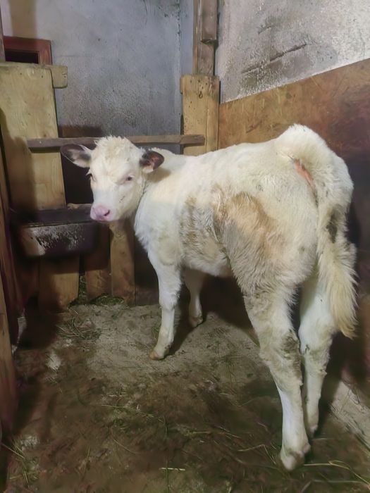 Vitical begian de vânzare