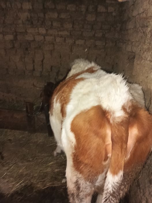 Vând jurinca  gestantă