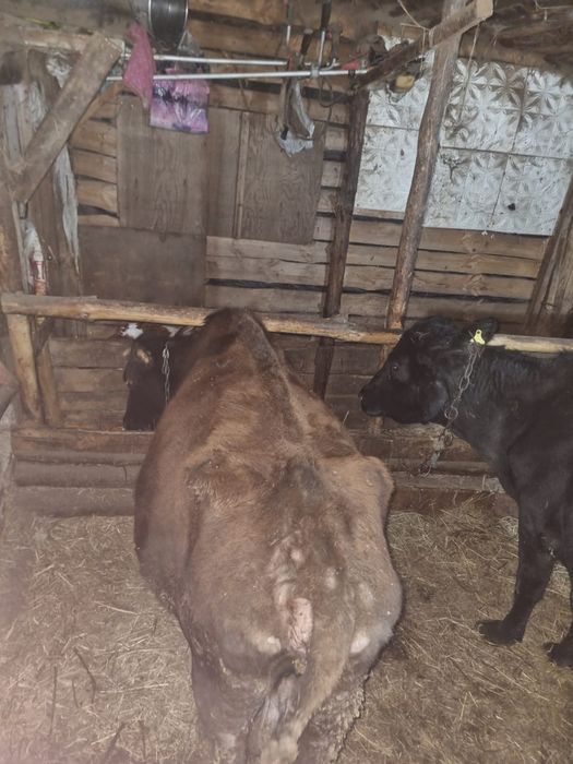 Продам дойную корову