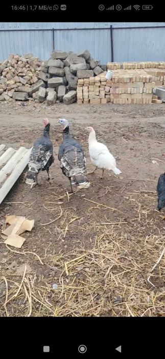 Tovuq Kurkalar sotiladi