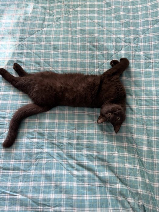 Отдам кота в добрые руки