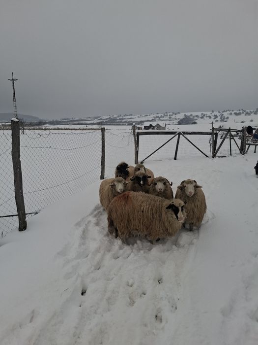 Oi de vânzare tinere