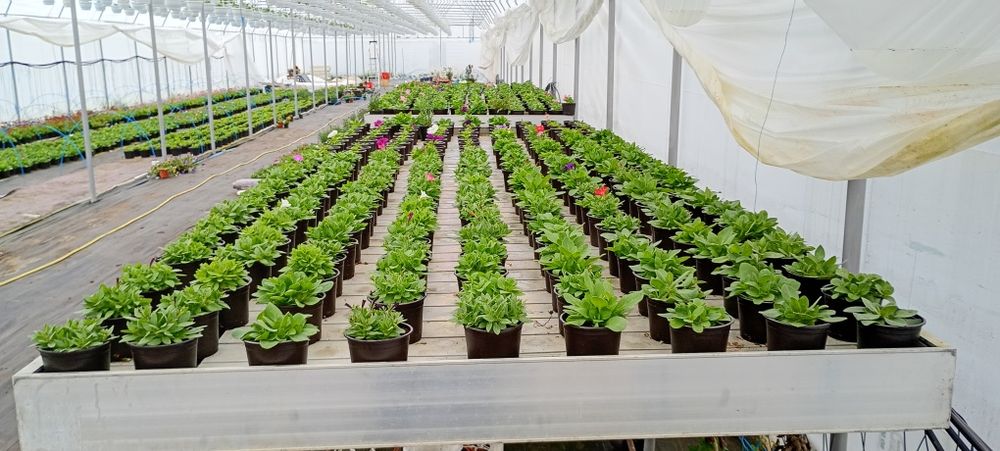 Petunii,muscate, garofițe,bacopa ,petunii curgătoare crăițe