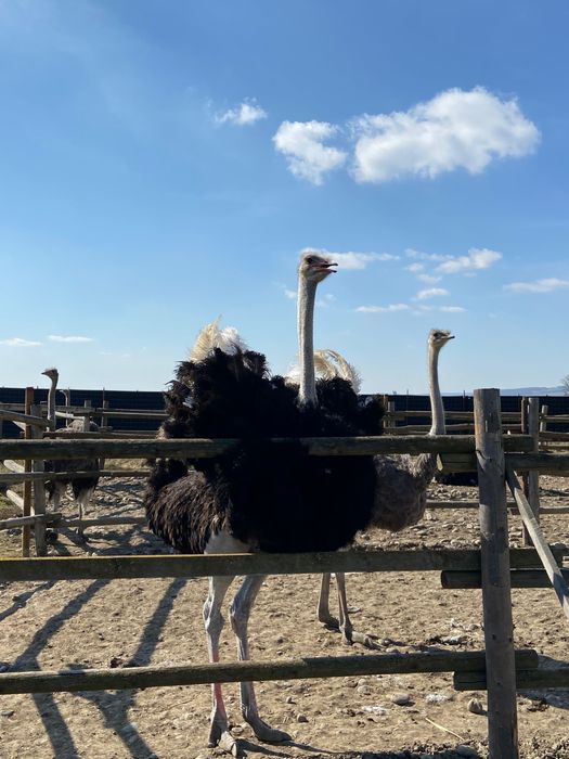 Preluam comenzi pui de struti