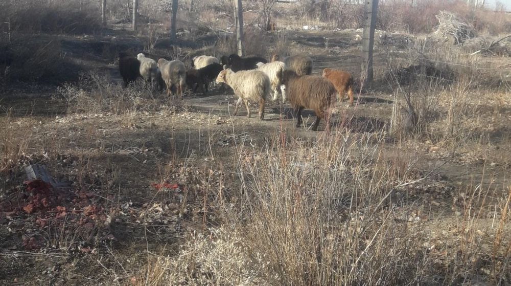 қойлар  сатамын,обмен