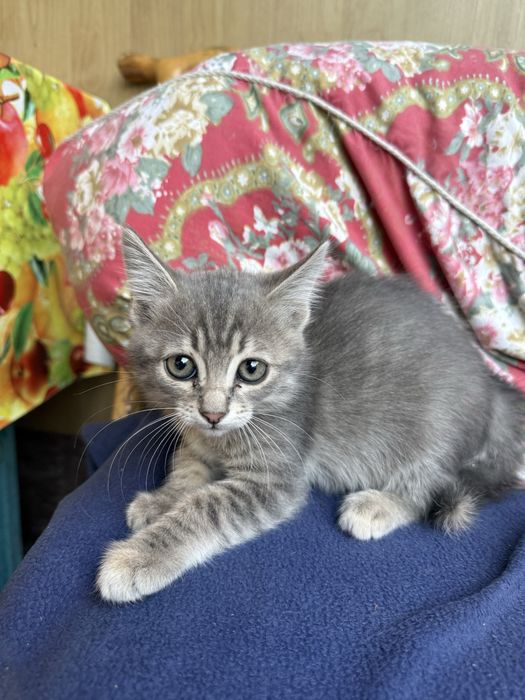 Отдам котят в хорошие руки!