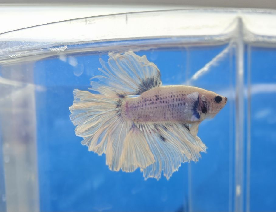 Рыбки петушки в наличии!