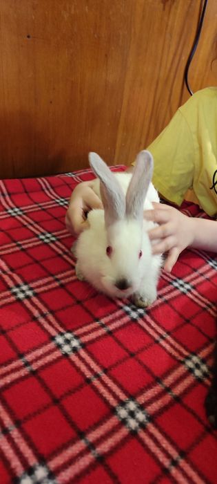 Кролик белый и черный