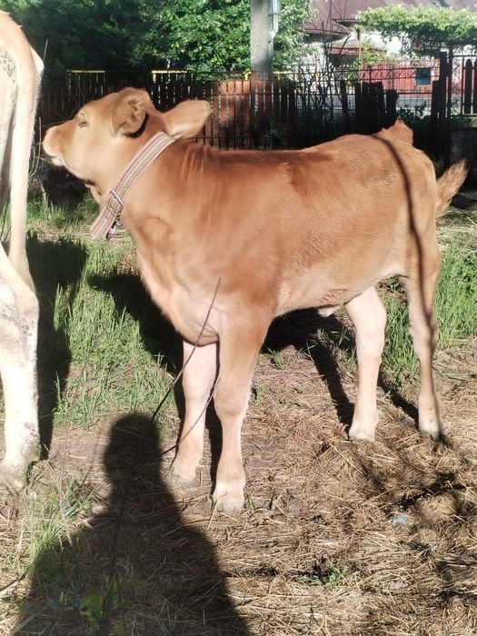 Vaca cu vitea de vanzare