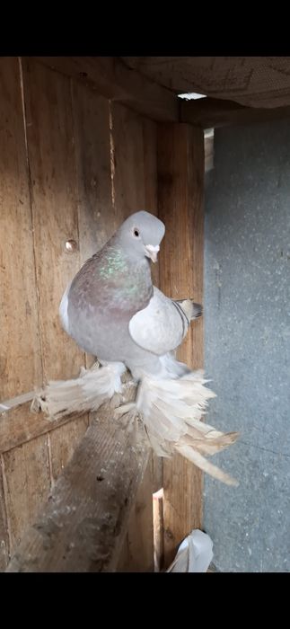 Голуби, Голуби..