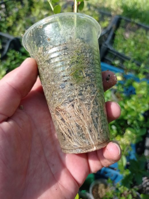 Лигуструм (Жив плет)