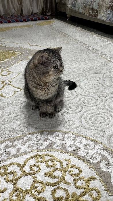 Кот британский вислоухий