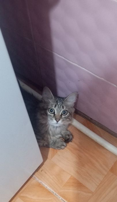 Котик в добрые руки