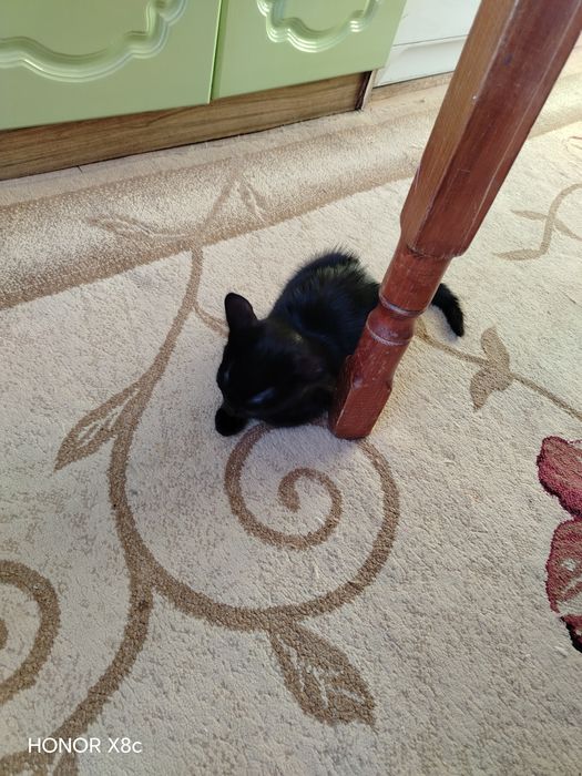 Котик ласковый, игривый