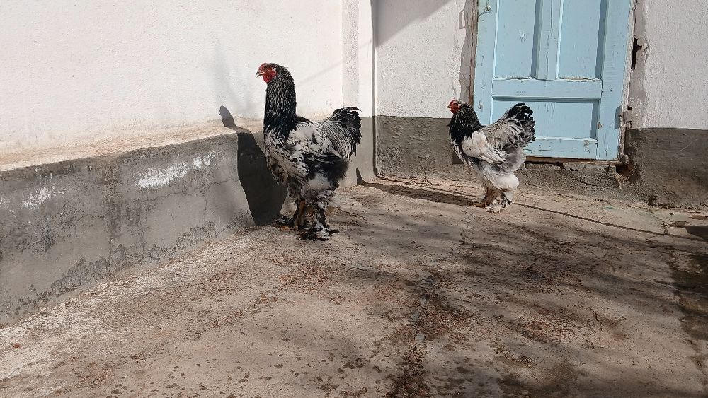 Brama tochkaliklar sptuvda