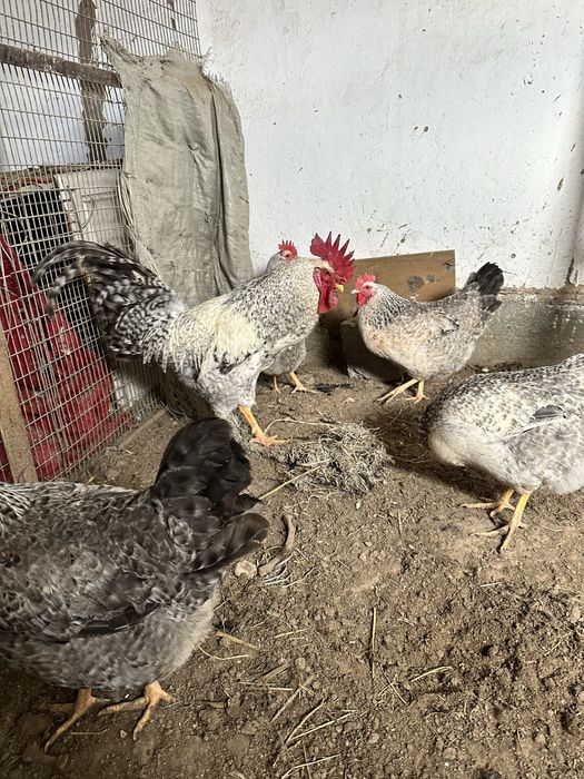 Борковсая барвиста