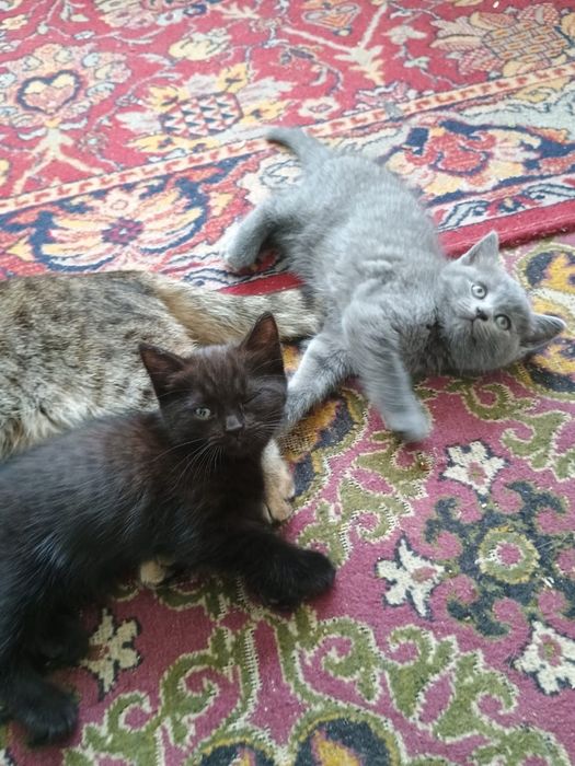 Отдам котят в добрые руки