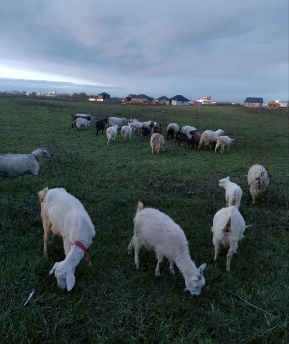 Ешкы суты Козье молоко