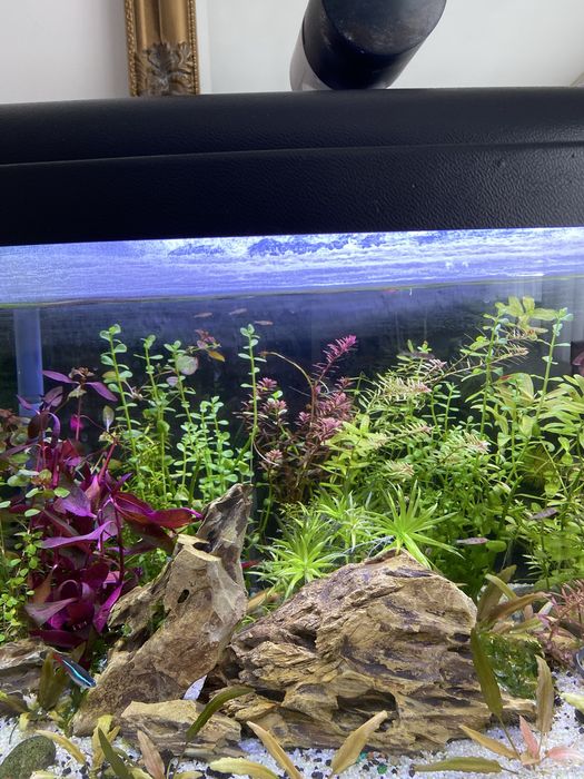 Pachet plante acvariu