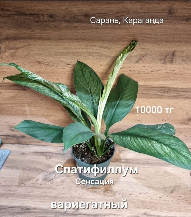Спастифиллум Сенсация